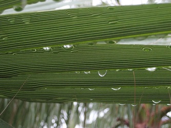 palmilehed, leaves, water, drops, veetilgad, piisad, piisk, bead